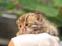 특별 수인 보호 센터의 고양이