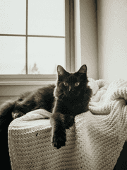 내 룸메이트는 고양이