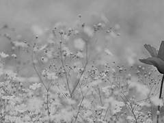 Bislicus | Seyren Lebiloxia