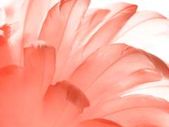 [화산귀환] 우화 羽化