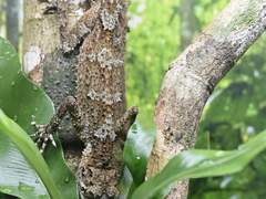 그 거미는 드럼을 친다 - 完