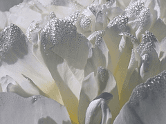 그는 증언하러 왔다.