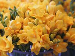 프레센티아 II_ 캐프로필