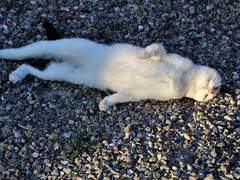 인간의 게으름을 잘활용하는 TiP