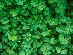 [엉뚱하고 이상한 신고비 🧶]