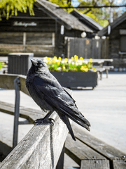 [하이큐] 카라스노 배구부에 어서오세요!!