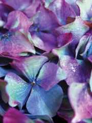 [동오대만] "꽃 한 송이 살 수 있을까요?"