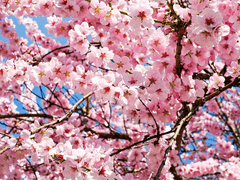 愛をこめて花束を