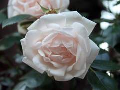 나비사이 장미하나