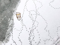 여름동안 찐 감자