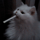 𝙍𝙔𝙐𝙈𝙊𝙊𝙉