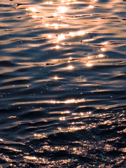 매그놀리아 멜랑콜리아