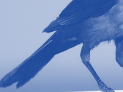 내일은 새가 되길 1