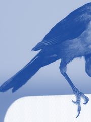 내일은 새가 되길