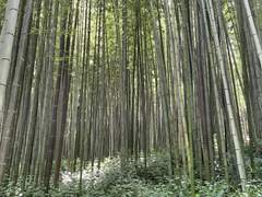 네게 넘어가바린 시간