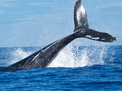 동해의 세이렌 4