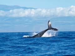 동해의 세이렌 2