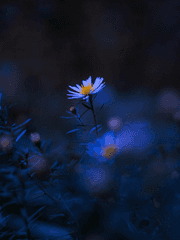 명탐정코난 드림 