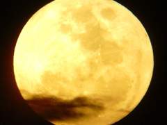 늑대가 달을 보며 우는 이유