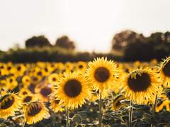 [베가] Sunflower