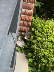 주술회전 우끼끼 일상