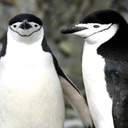 턱끈펭귄