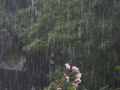 [그대는 한 여름에 소나기]