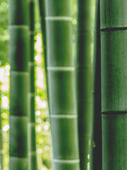 [고죠 사토루, 동양 AU ] 광기 드림주 x 또라이 사토루 x 미친놈