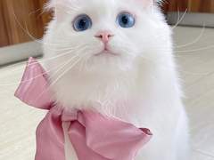 Bianca Milkiway Shafiq