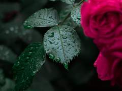 비와 꽃 그리고 커피 / 라마젠 람야타 (미완)