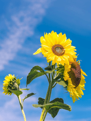 [히메타츠女] はなれ