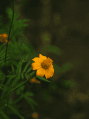 알루다 메리골드