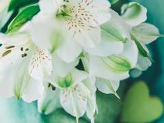 ℒ𝒾𝓁𝓎 ℐ𝓃𝓃ℴ𝒸ℯ𝓃𝓉 𝒪𝓅𝒾𝓁ℯ𝒶