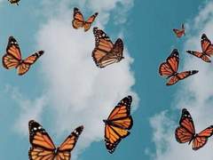 내가 나비인지, 나비가 나인지