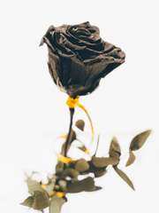 𝑳𝑼𝑫𝑬 𝑿 𝑴𝑶𝑵𝑶