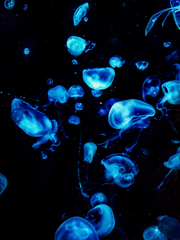 어두운 바다의 등불이 되어 