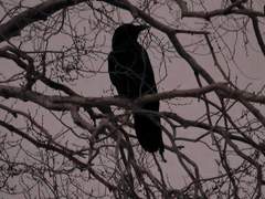 발푸르기스의 밤