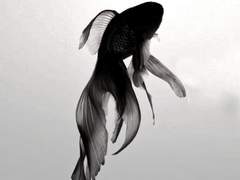 널 재로 만들어 신이치로로 삼겠다. 上