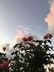 형사로써 있을 만 한 일