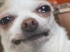 센씨넬 티발롬들아