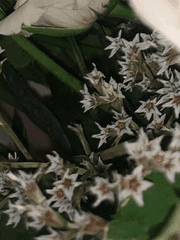 영원을 믿는 자에게 복이 있나니