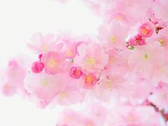 월하화(月下花)