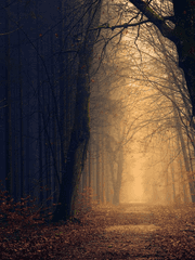 빛과 어둠의 시