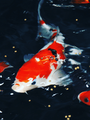 [원피스 패러디] 마침내 나는 없다