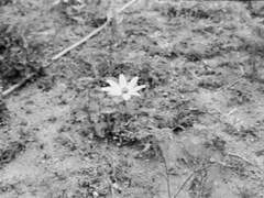 바보를 사랑하는 마음으로