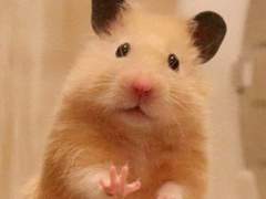 [대진준기] 햄스터로맨스 0