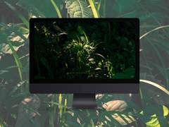 1-1. greenery with sunshine 배경화면