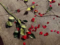 인형들 설정 - L의 세계 - 2