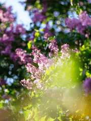 맥주와 소주, 그리고 라일락