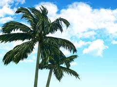 야자수 나무 4종 브러쉬 (클립스튜디오)